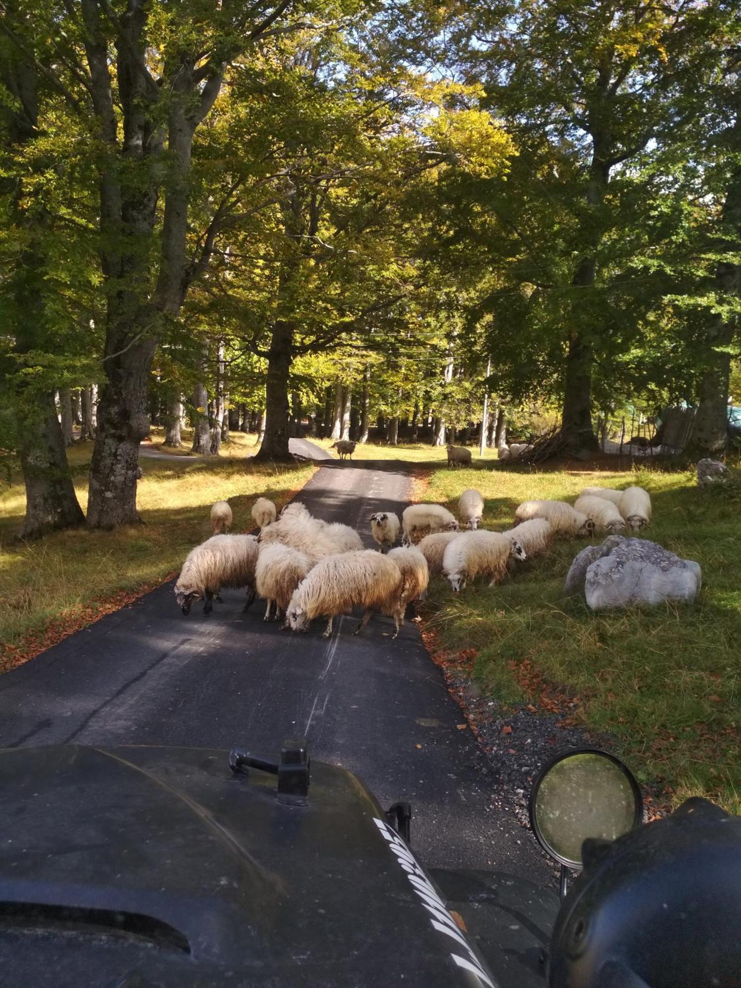 Chalet Kovacevic Žabljak Buitenkant foto